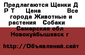 Предлагаются Щенки Д.Р.Т.  › Цена ­ 15 000 - Все города Животные и растения » Собаки   . Самарская обл.,Новокуйбышевск г.